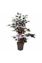 Acer palmatum Bloodgood C10 Lit. 60-80 cm