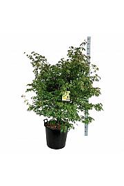 Acer palmatum Osakazuki C55 Lit. 125-150 cm extra