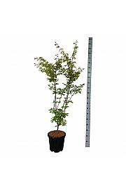 Acer palmatum Summer Gold 125-150 C15 Lit.