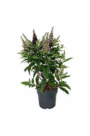 Buddleja davidii Butterfly Candy Little Cerise C7,5 Lit. 50-60 cm