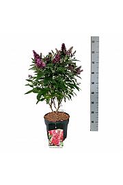 Buddleja davidii Butterfly Candy Little Ruby C7,5 Lit. 50-60 cm