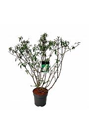 Buddleja davidii White Profusion C15 Lit. 100-125 cm