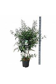 Buddleja davidii White Profusion C15 Lit. 100-125 cm