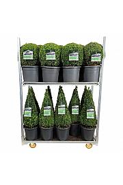 Buxus sempervirens Mix CC 3