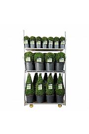 Buxus sempervirens Mix CC 5