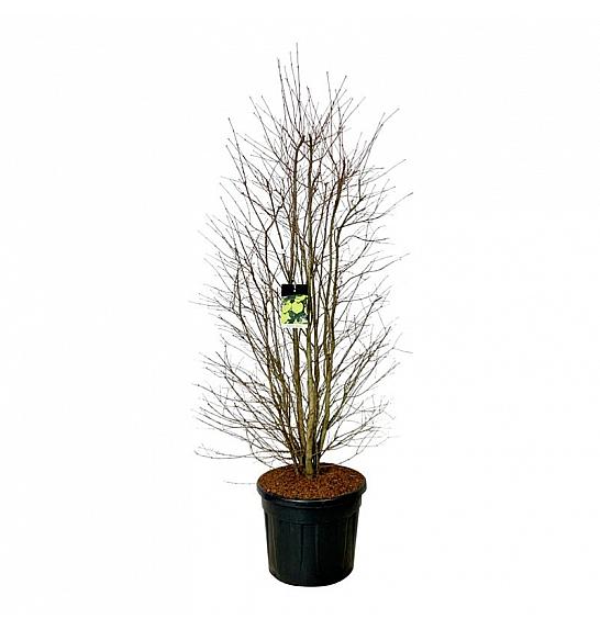 Cercidiphyllum japonicum C90 Lit. 200-225 cm extra