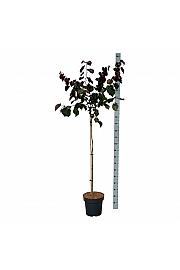 Cercis canadensis Merlot C15 Lit. Na steblu 120 cm