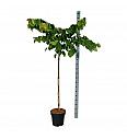 Cercis can. The Rising Sun C15 Lit. Na steblu 120 cm
