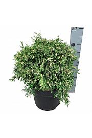 Chamaecyparis lawsoniana Pearly Swirls G.A. C7 Lit. 30-40 cm