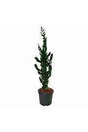 Chamaecyparis lawsoniana Wissels Saguaro C55 Lit. 175-200 cm extra