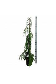 Chamaecyparis nootkatensis Moonshot C15 Lit. 125-150 cm
