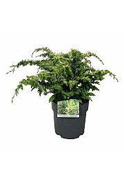 Chamaecyparis obtusa Fernspray Gold C7 Lit. 40-50 cm