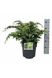 Chamaecyparis obtusa Fernspray Gold C7 Lit. 40-50 cm