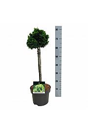 Chamaecyparis obtusa Nana Aurea C4 Lit. Na steblu 40 cm