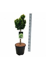 Chamaecyparis obtusa Nana Aurea C15 Lit. Na steblu 50 cm; Krošnja 30/40 cm