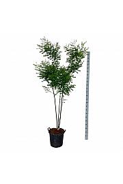 Cladrastis kentukea C30 Lit. 175-200 cm extra