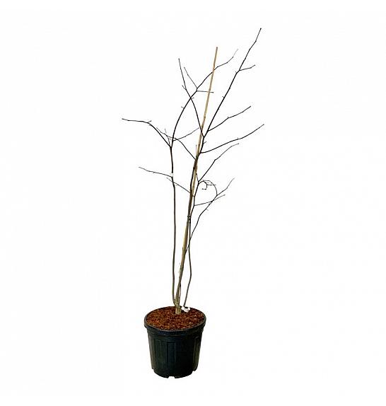Cladrastis kentukea C55 Lit. 175-200 cm extra