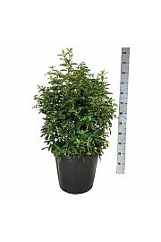 Clethra barbinervis C30 Lit. 60-80 cm extra