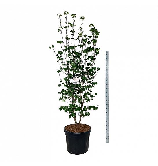 Cornus Aurora C90 Lit. 225-250 cm extra