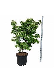 Cornus kousa China Girl C55 Lit. 125-150 cm extra