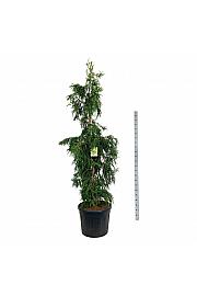 Cryptomeria japonica Kyara Gold C55 Lit. 200-225 cm extra