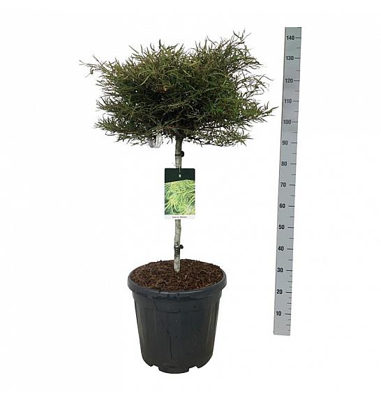 Fagus sylvatica Mercedes C30 Lit. Na steblu 60 cm