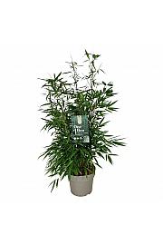 Fargesia robusta Pingwu C7 Lit. 50-60 cm