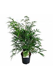 Fargesia robusta Pingwu C7 Lit. 60-80 cm