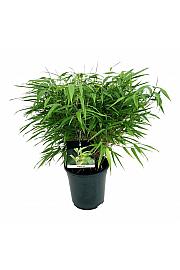 Fargesia rufa C7 Lit. 40-60 cm