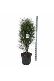 Frangula alnus Fine Line ® C30 Lit. 125-150 cm extra