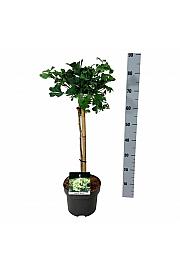 Ginkgo biloba Mariken C4 Lit. Na steblu 40 cm