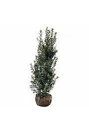 Ilex meserveae Heckenpracht bala 150-175 cm extra