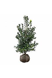 Ilex Nellie R. Stevens bala 125-150 cm