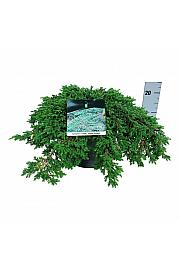 Juniperus communis Green Carpet C7 Lit. 40-50 cm