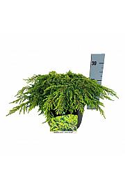 Juniperus communis Lemon Carpet C7 Lit. 30-40 cm