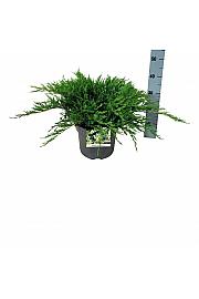 Juniperus horizontalis Agnieszka C7 Lit. 40-50 cm