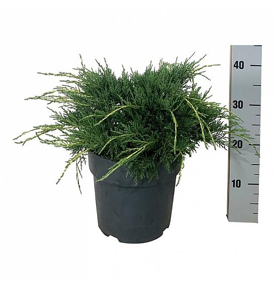 Juniperus media Pfitzeriana Aurea C7 Lit. 30-40 cm