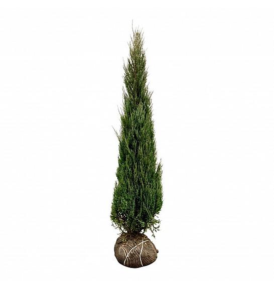 Juniperus scopulorum Blue Arrow bala 200-225 cm extra