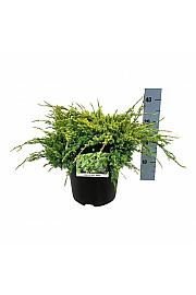 Juniperus squamata Holger C7 Lit. 30-40 cm