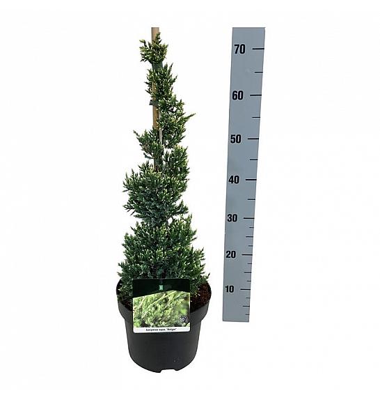 Juniperus squamata Holger C5 Lit. 40-50 cm; Piramida