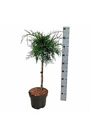Juniperus virginiana Grey Owl C5 Lit. Na steblu 40 cm