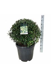Ligustrum vulgaris Atrovirens C45 Lit. 60-70 cm Krogla extra