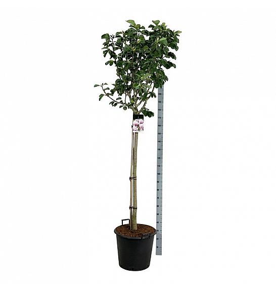 Magnolia Pink Beauty C55 Lit. Na steblu 120 cm extra