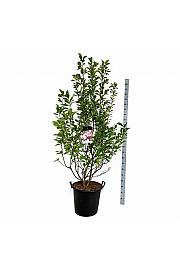 Magnolia soulangeana C55 Lit. 175-200 cm extra