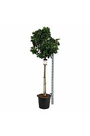 Magnolia Sunrise C55 Lit. Na steblu 120 cm extra