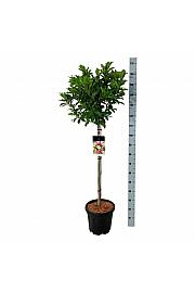 Magnolia Susan C15 Lit. Na steblu 80 cm