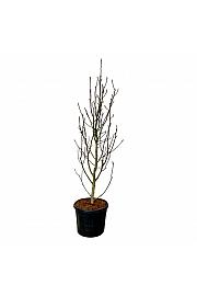 Magnolia Venus C90 Lit. 225-250 cm extra