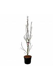 Magnolia Watermelon C90 Lit. 250-300 cm extra