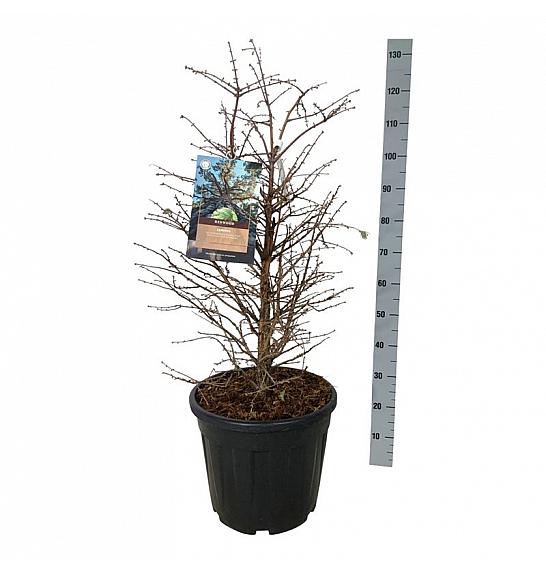 Metasequoia glyptostroboides Schirrmann's Nordlicht C30 Lit. 80-100 cm extra