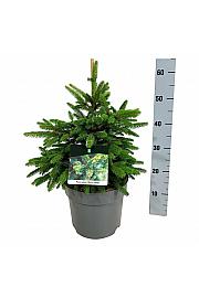 Picea abies Wills Zwerg C7,5 Lit. 40-50 cm